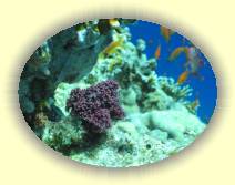 IMG_2007_05_27 18_36_02 * 2272 x 1704 * (534KB)